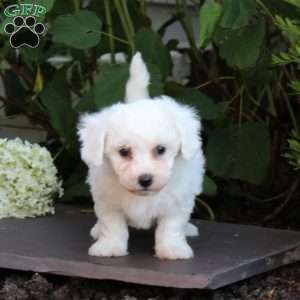 Michelle, Bichon Frise Puppy